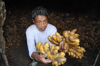 万亩种植的约2价格香菇全镇从去年的每斤1.生姜堡图片图片