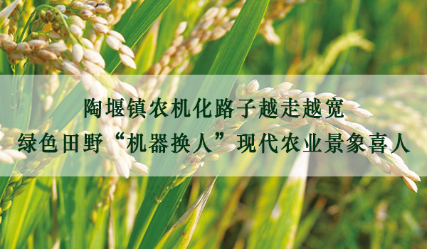 陶堰镇<a href='http://www.sinofarm.net/' target='_blank'>农机</a>化路子越走越宽 绿色田野“机器换人”现代农业景象喜人