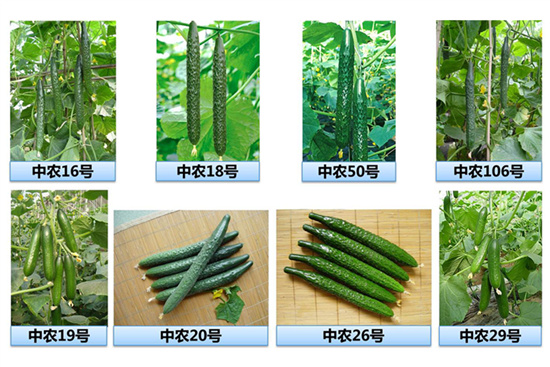 堆肥科学与技术,堆肥科学与技术Pdf